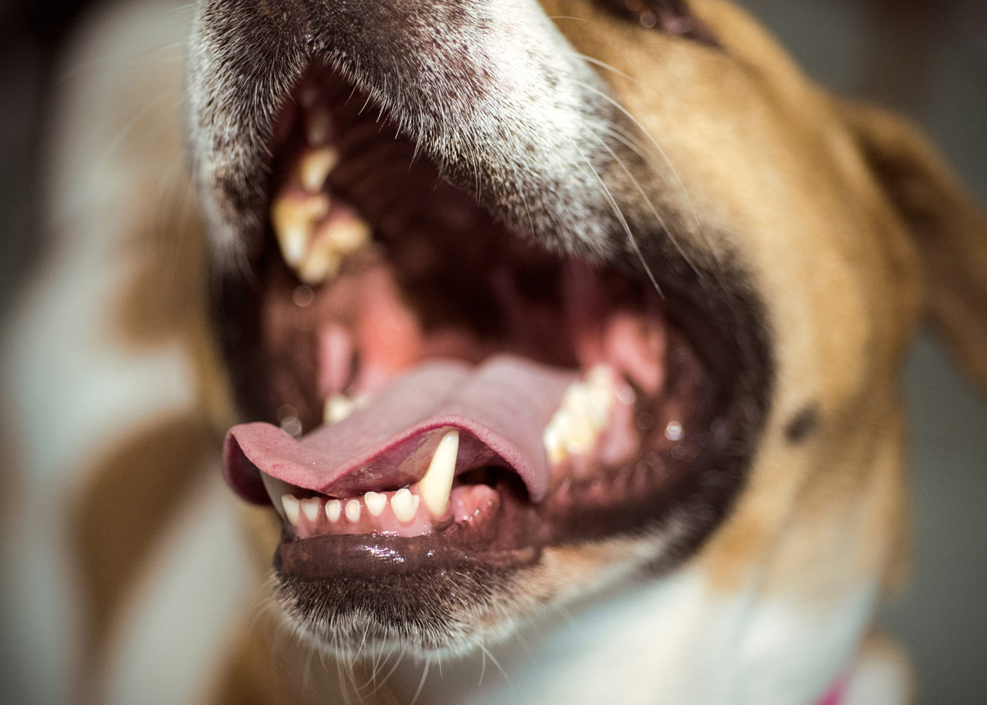 Why Does My Pet's Breath Smell Bad? #WednesdayWisdom | Wagly Veterinary ...