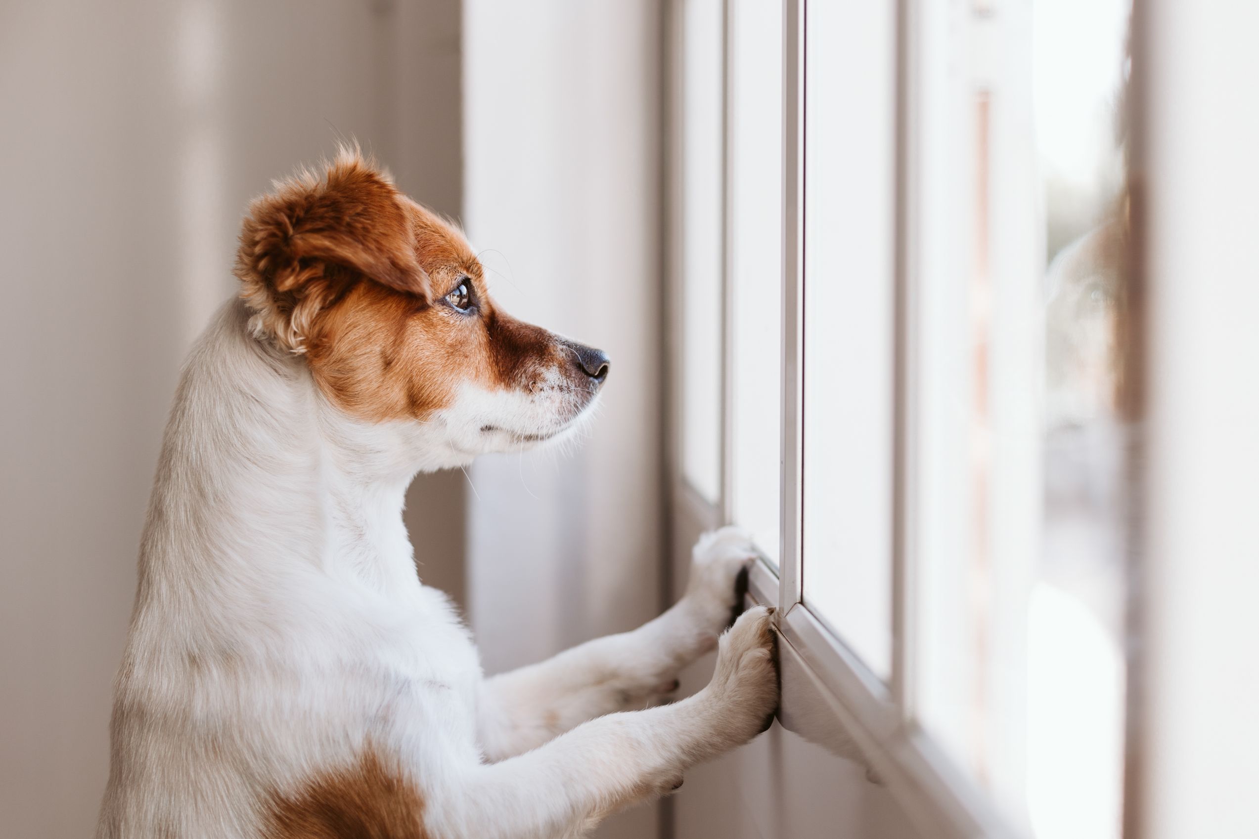 Alone Time for Dogs: How Much Is Too Much? – American Kennel Club