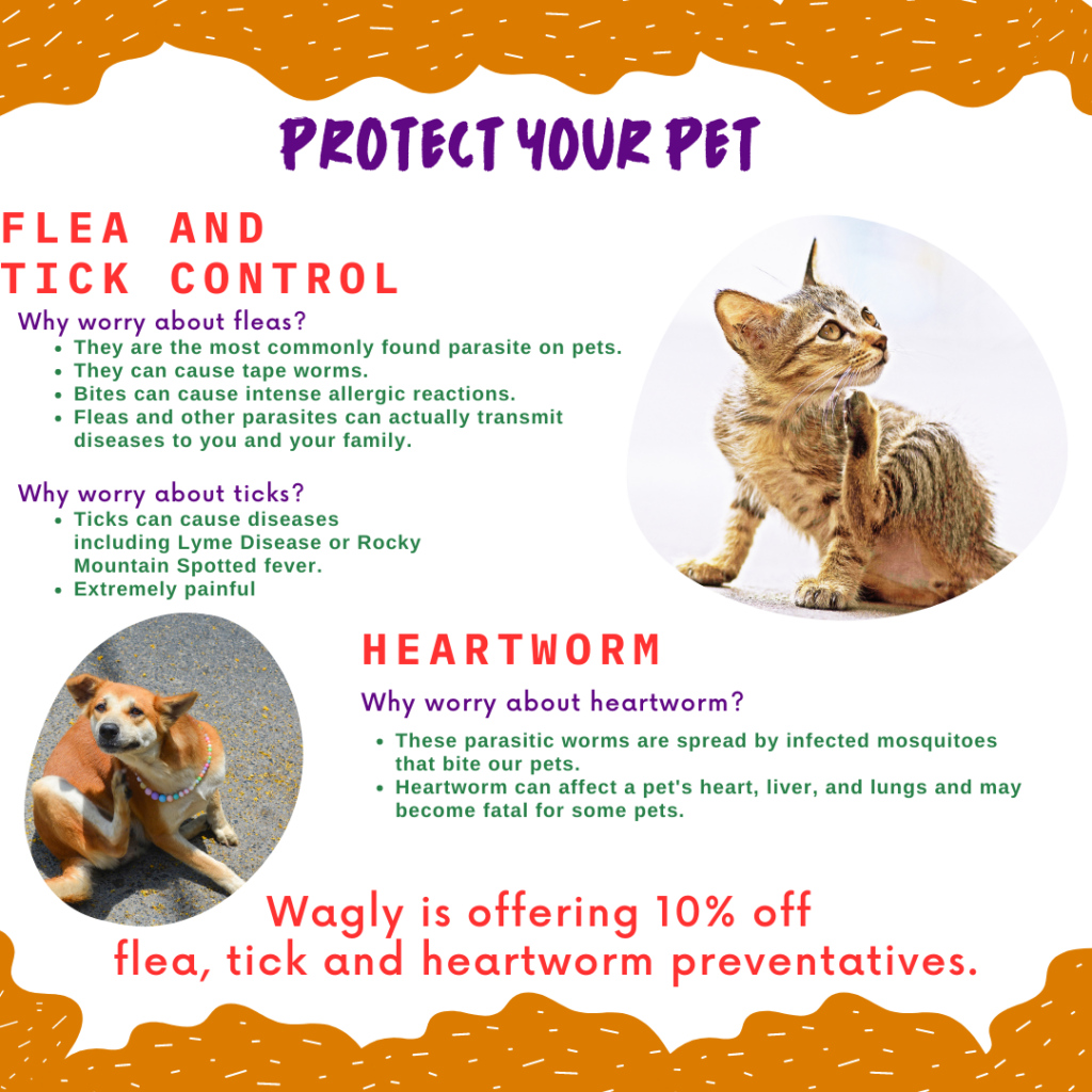 Veterinary June Promo Instagram | Wagly Veterinary Hospital & Pet Campus