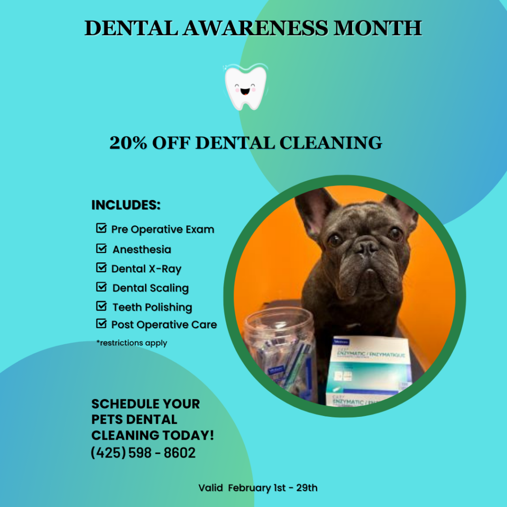 Dental Month Special 2024 Instagram Wagly Veterinary Hospital Pet   Dental Month Special 2024 Instagram 1024x1024 